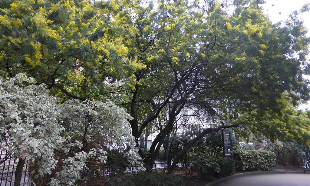 The Embankment Gardens in January 2019