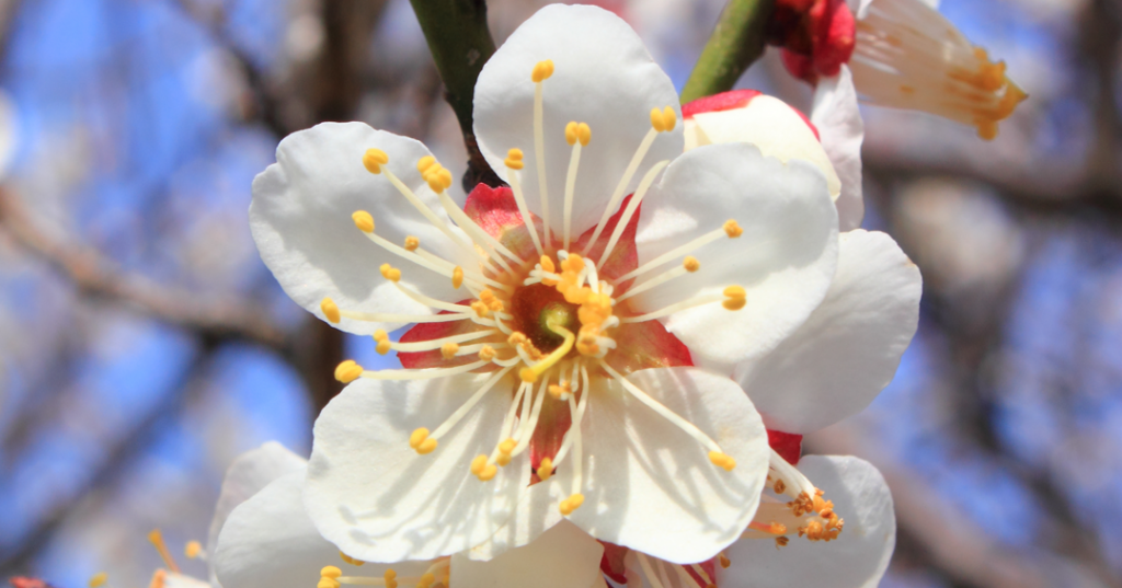 Cherry blossom Cherry blossom