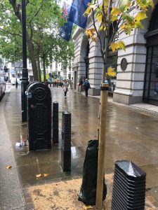 A small tree outside Australia House