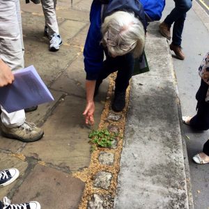 Admiring the lobelia at St Clement Danes