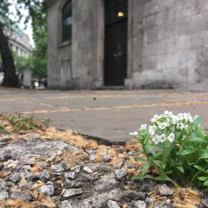 Ideal bee snacks outside St Clement Danes.