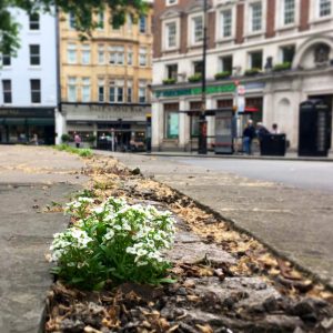 Lobelia at St Clement Danes.