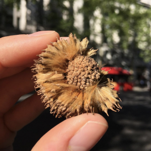 A plane tree seed, May 2019.