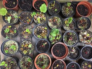 Rhubarb plants, from Edible Utopia team member Clare Patey's website http://www.clarepatey.com/projects/edible-utopia