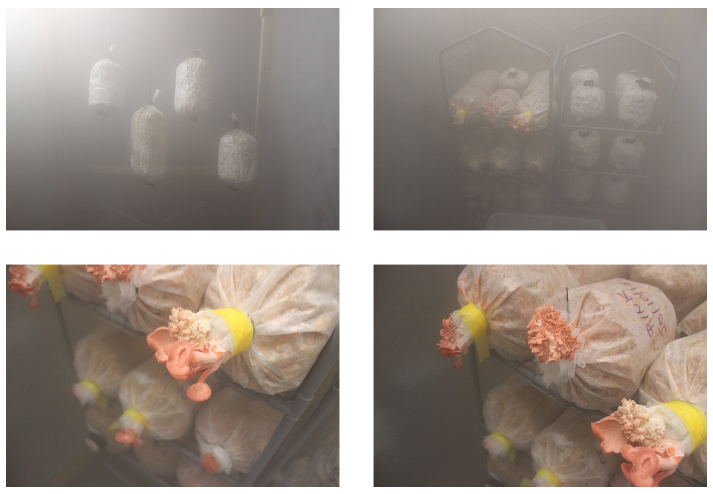 An Edible Utopia under your feet rhubarb, mushrooms, and more