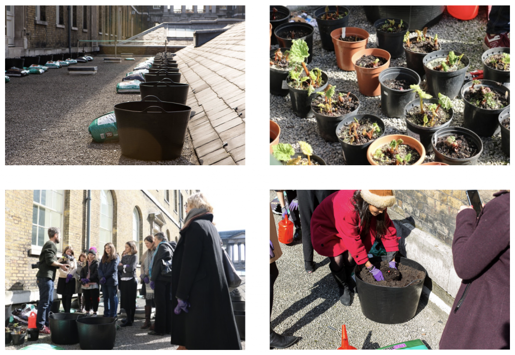 An Edible Utopia under your feet rhubarb, mushrooms, and more