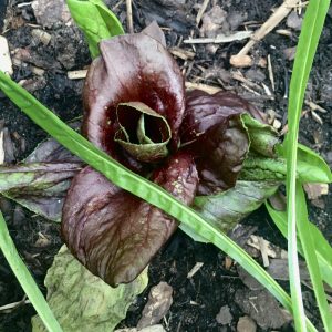 Flourishing chicory, planted by the Edible Utopia team.