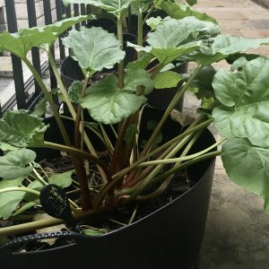 Rhubarb, happy in the lightwells at Somerset House.