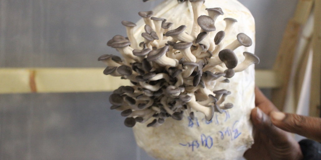 Oyster mushrooms, photograph courtesy of Edible Utopia.