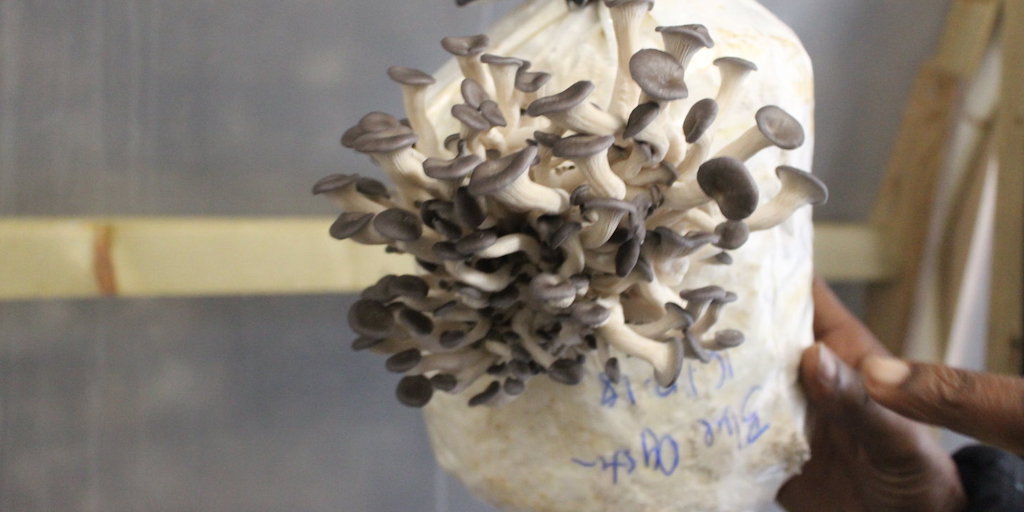 IMG_9763_Edible-Utopia-mushrooms Oyster mushrooms, photograph courtesy of Edible Utopia.