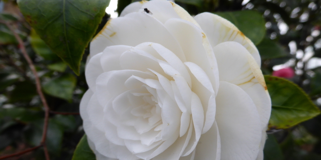 Embankment camellia feature